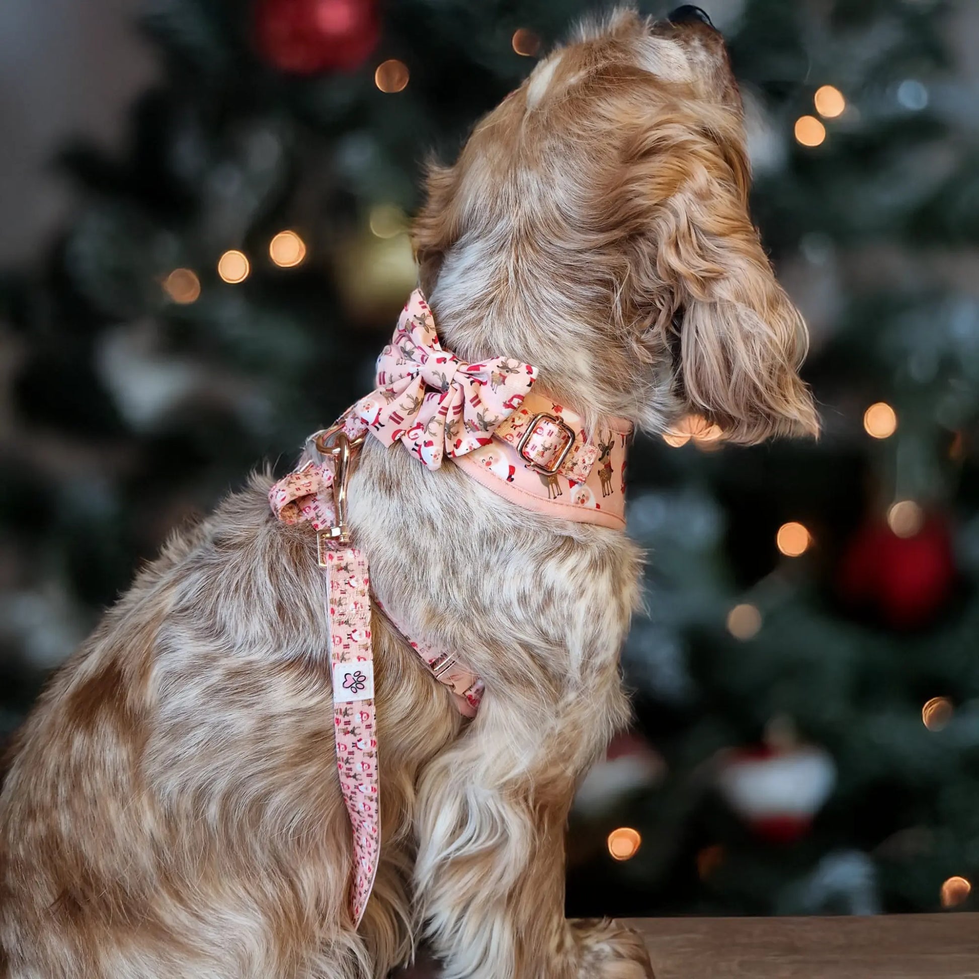 Cuddly Christmas Leash Picture