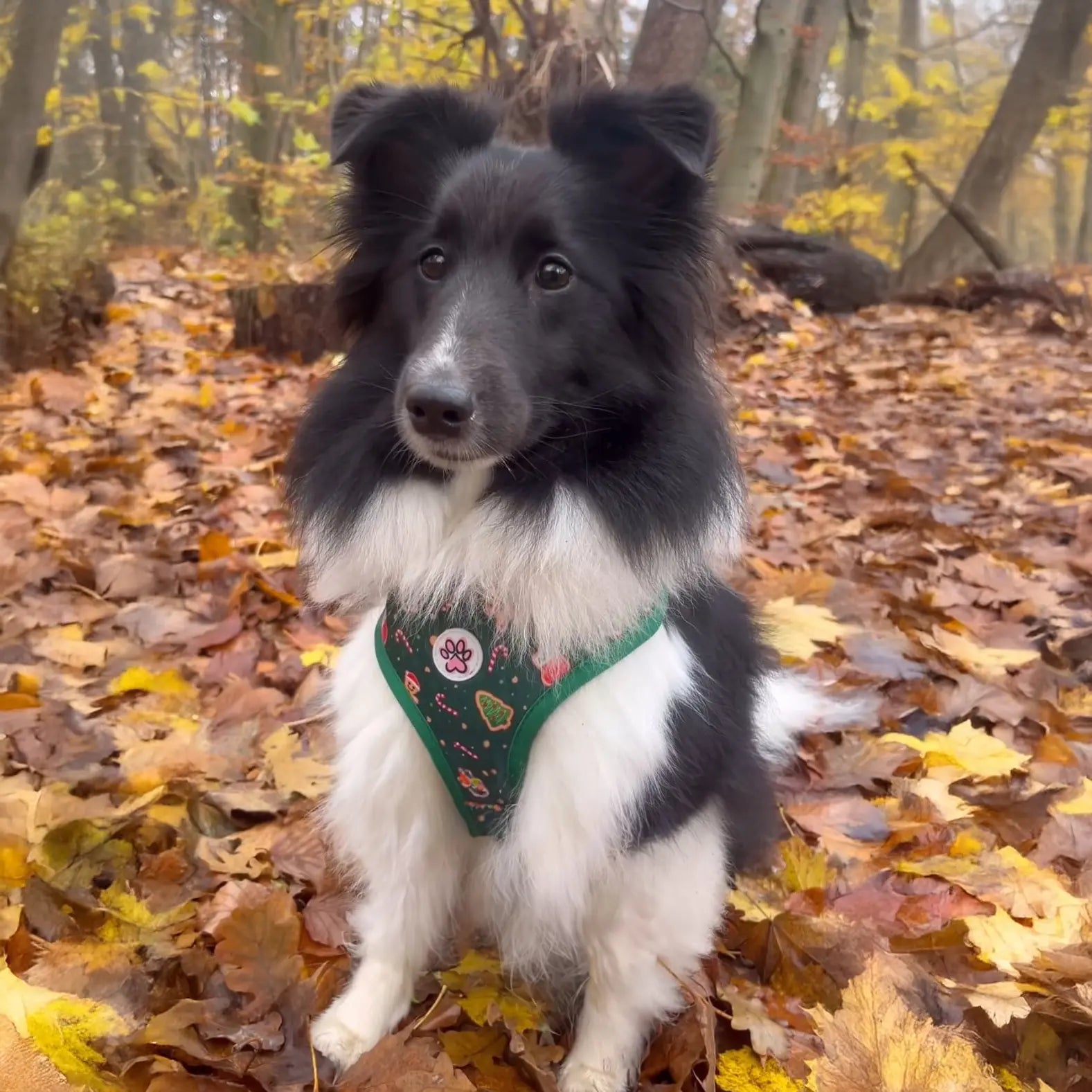 Howliday Crumbles Harness Picture