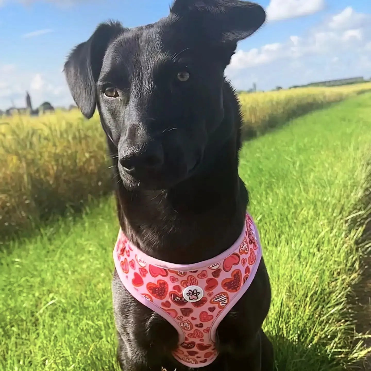 Love at First Bark Harness Picture