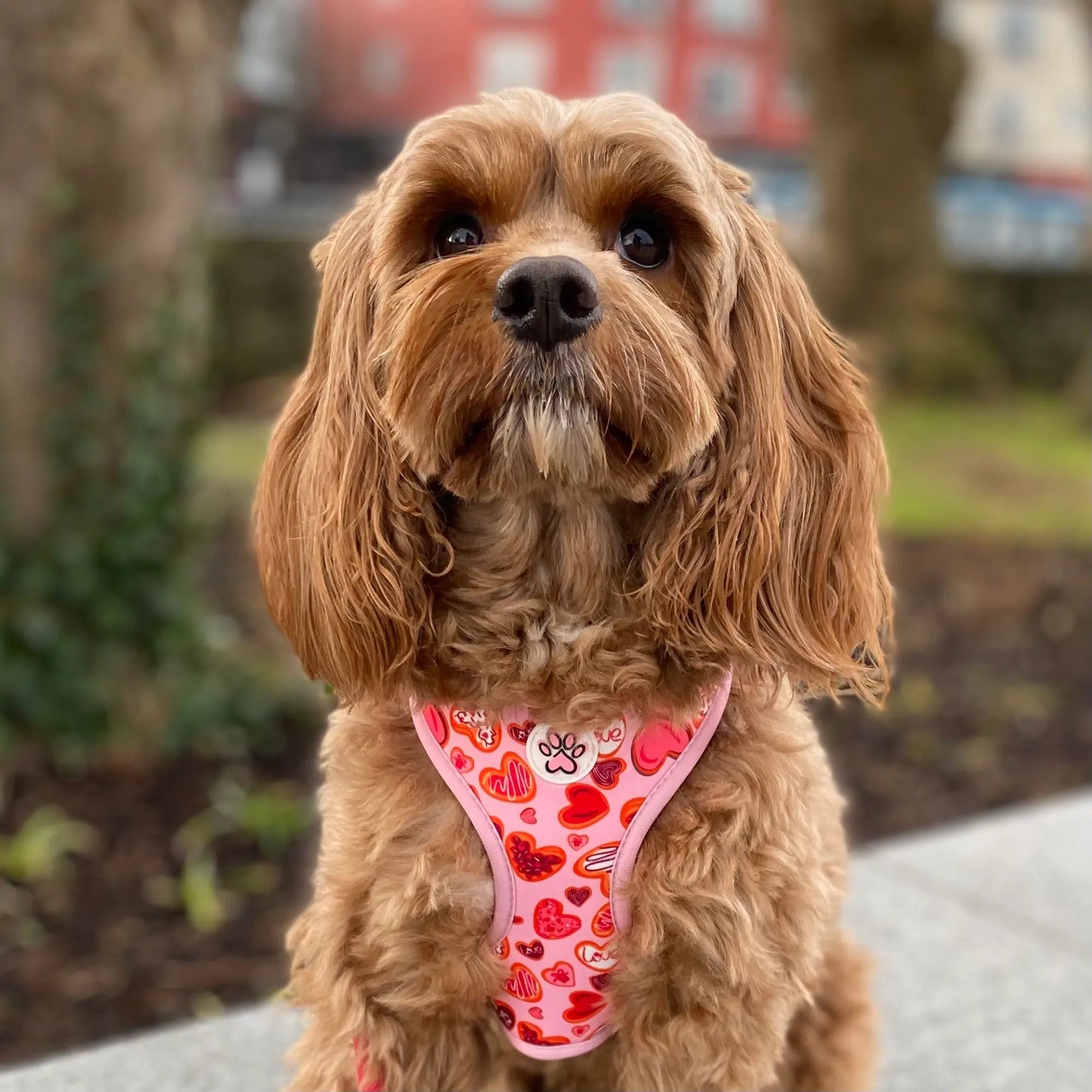 Love at First Bark Harness Picture