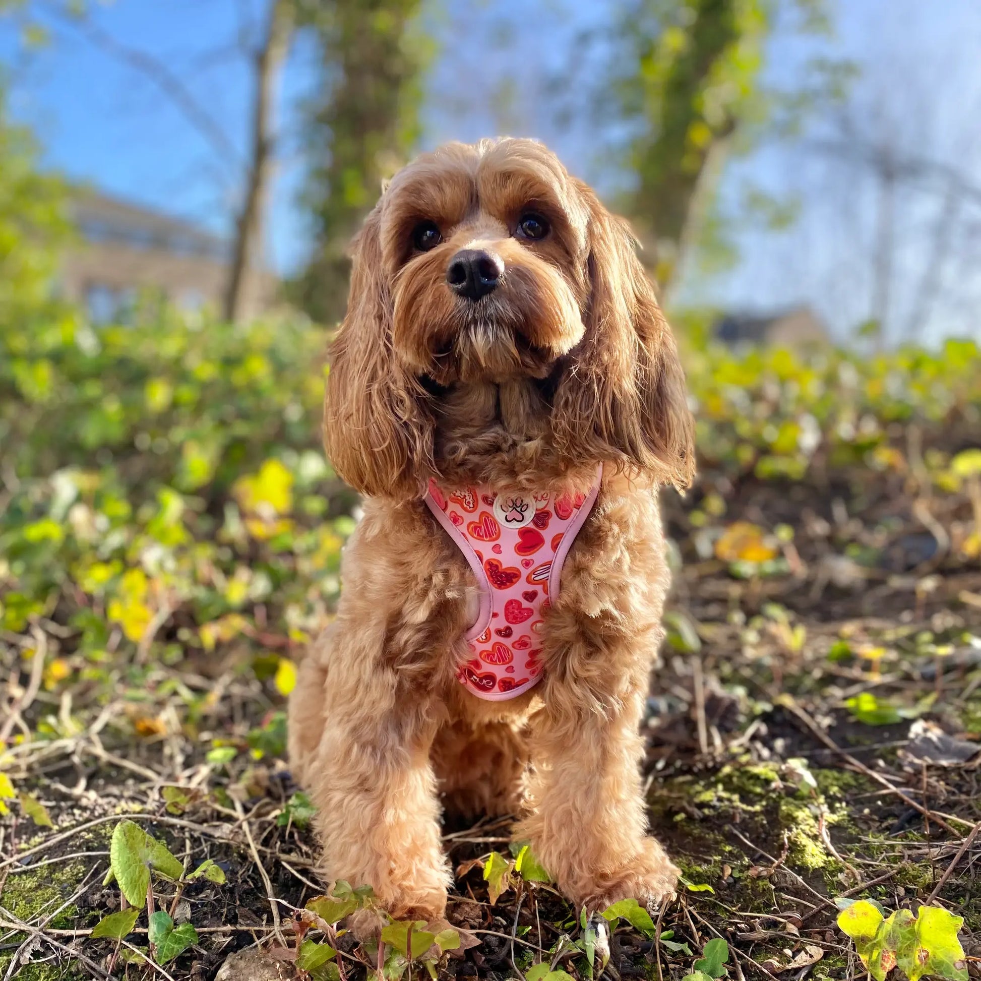 Love at First Bark Harness Picture