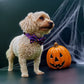 Pumpkin Pooch Parade Bow Tie Picture