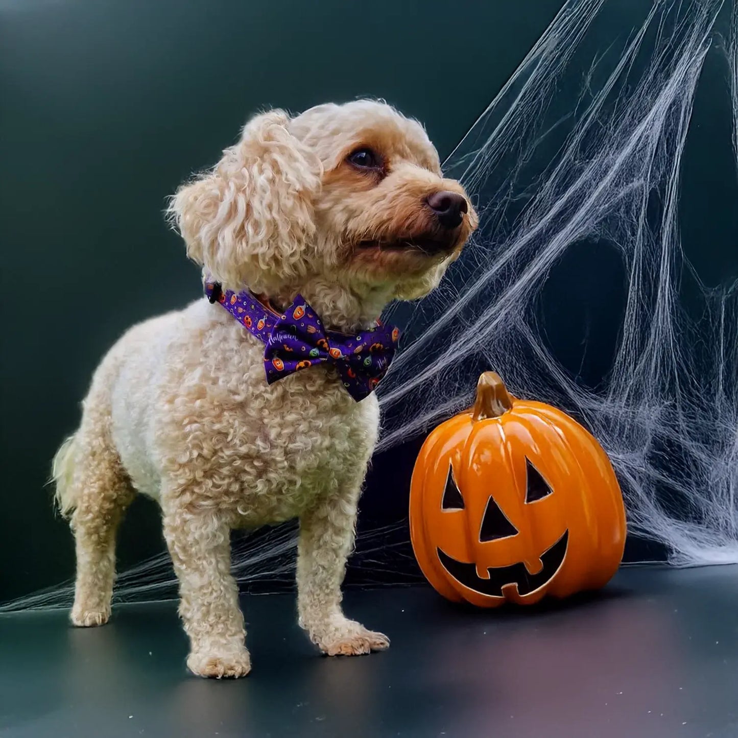 Pumpkin Pooch Parade Bow Tie Picture