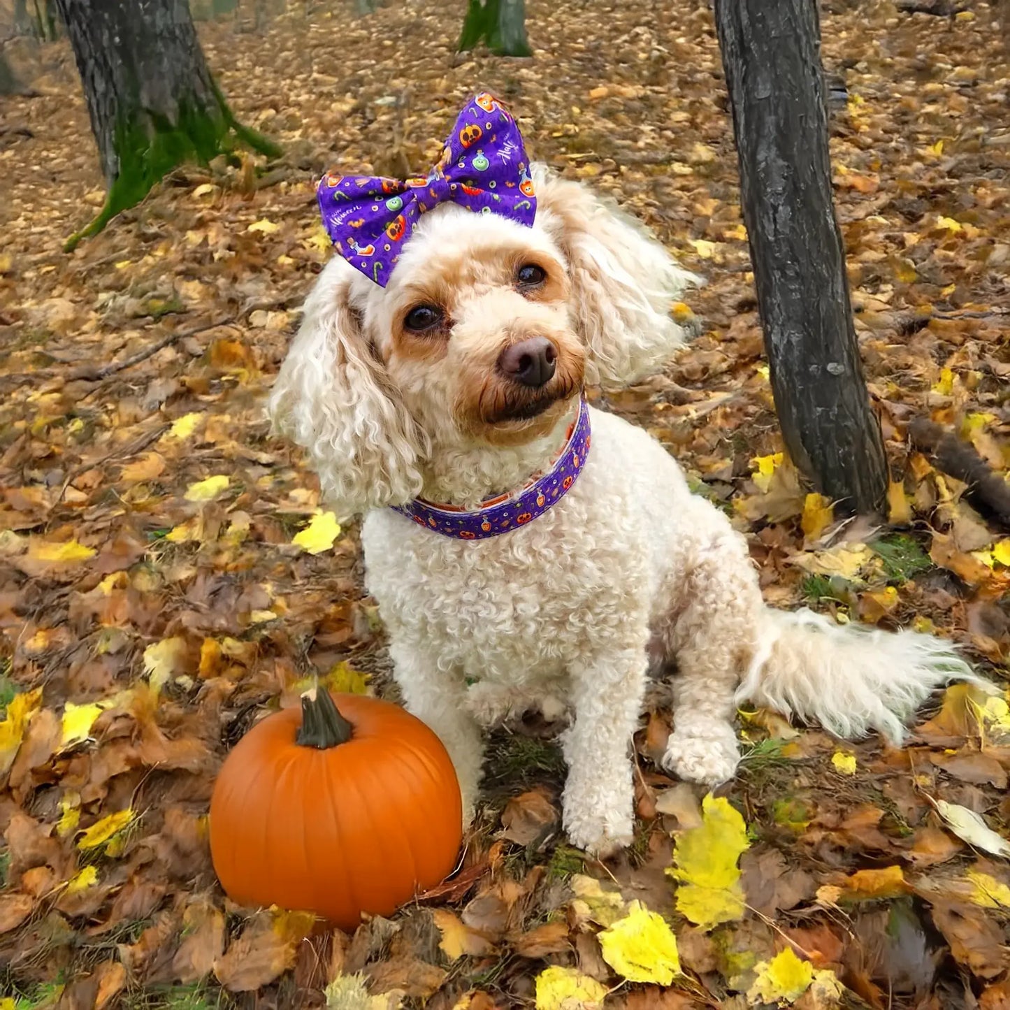 Pumpkin Pooch Parade Bow Tie Picture