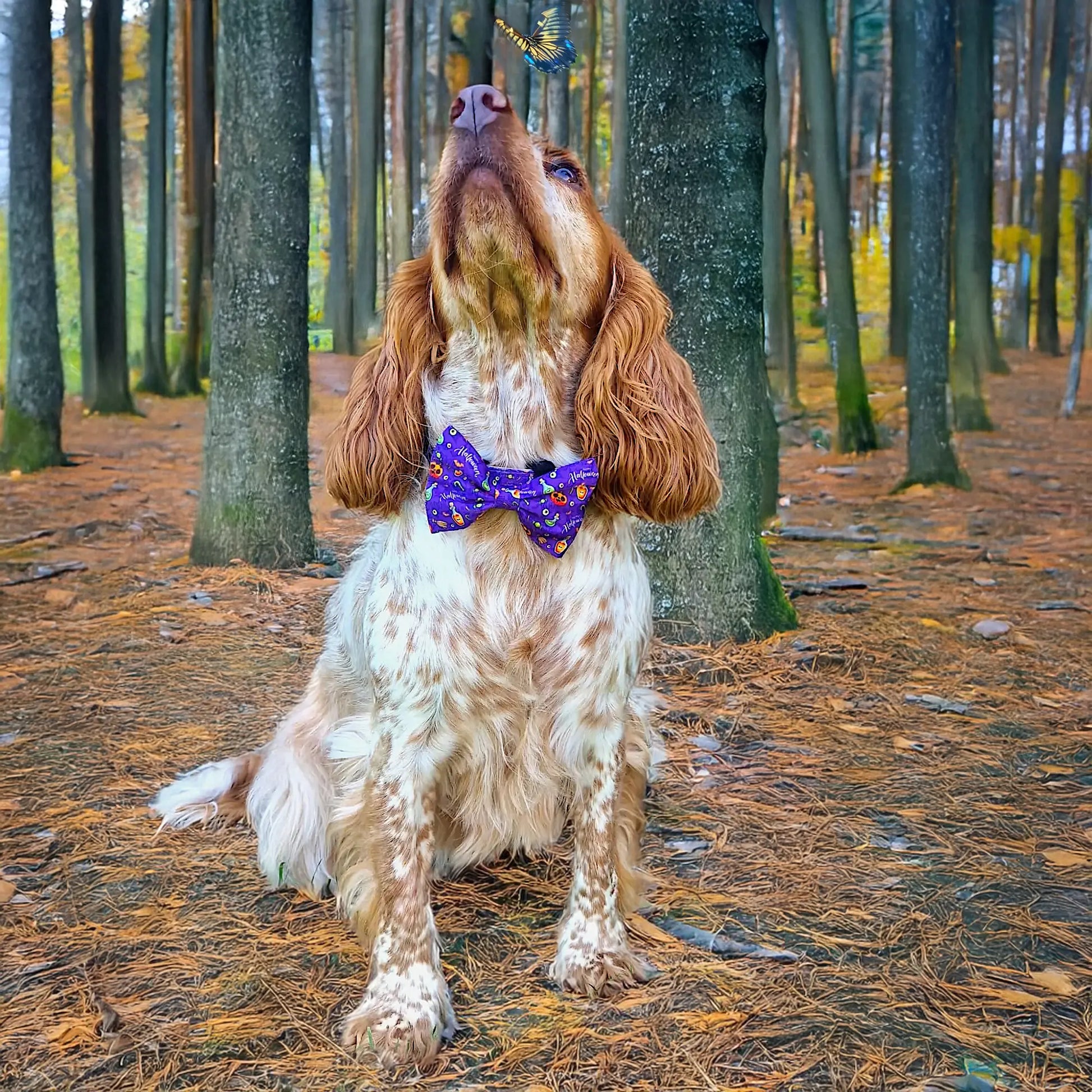 Pumpkin Pooch Parade Bow Tie Picture