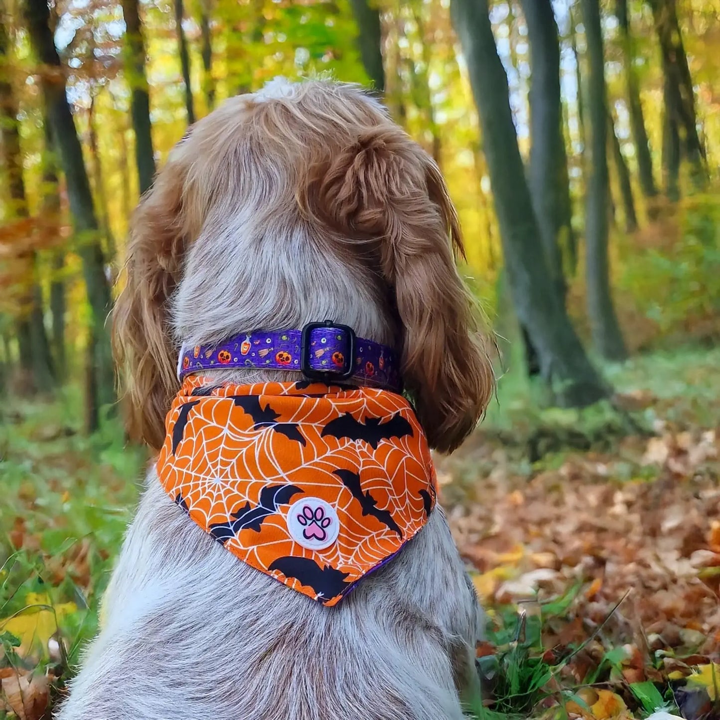 Pumpkin Pooch Parade Collar Picture