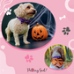 Pumpkin Pooch Parade Cloth Collar Usage