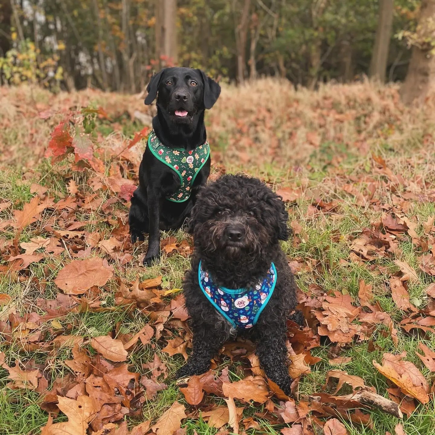 Winter Wiggling Harness Picture